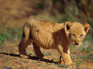 baby_lion.jpg